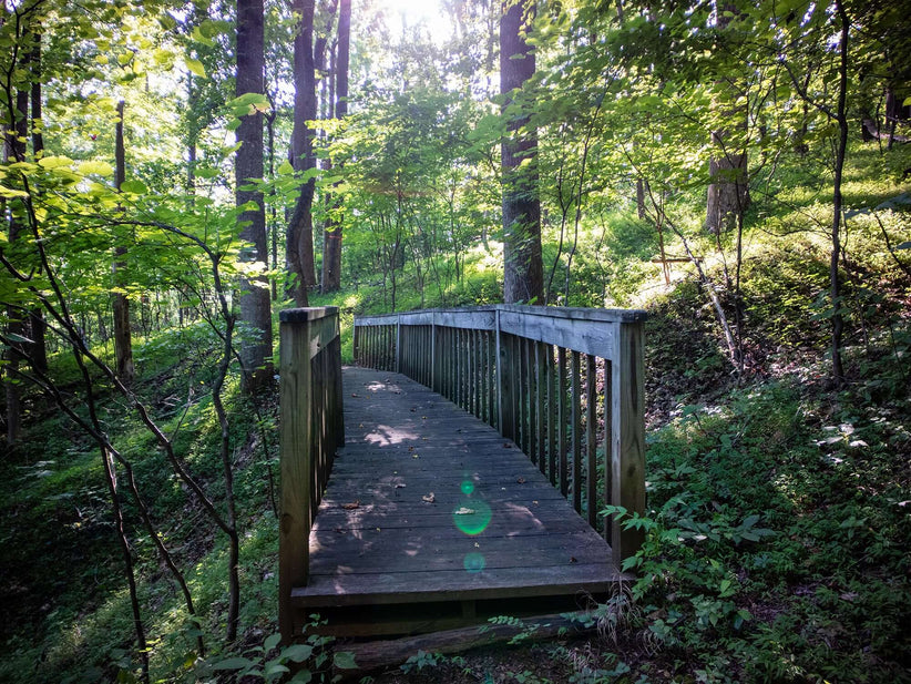 Image of woodland pathway 